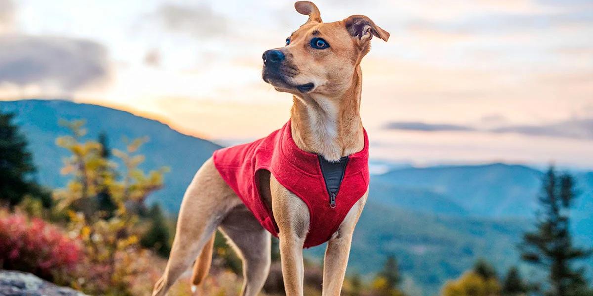 dog wearing jacket