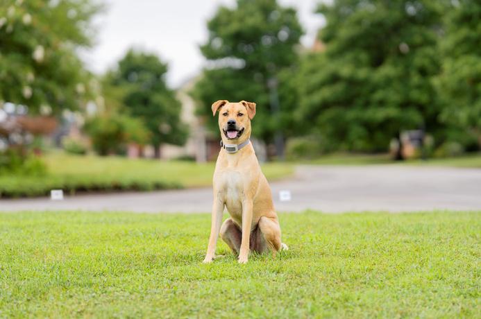 dog in electronic fence