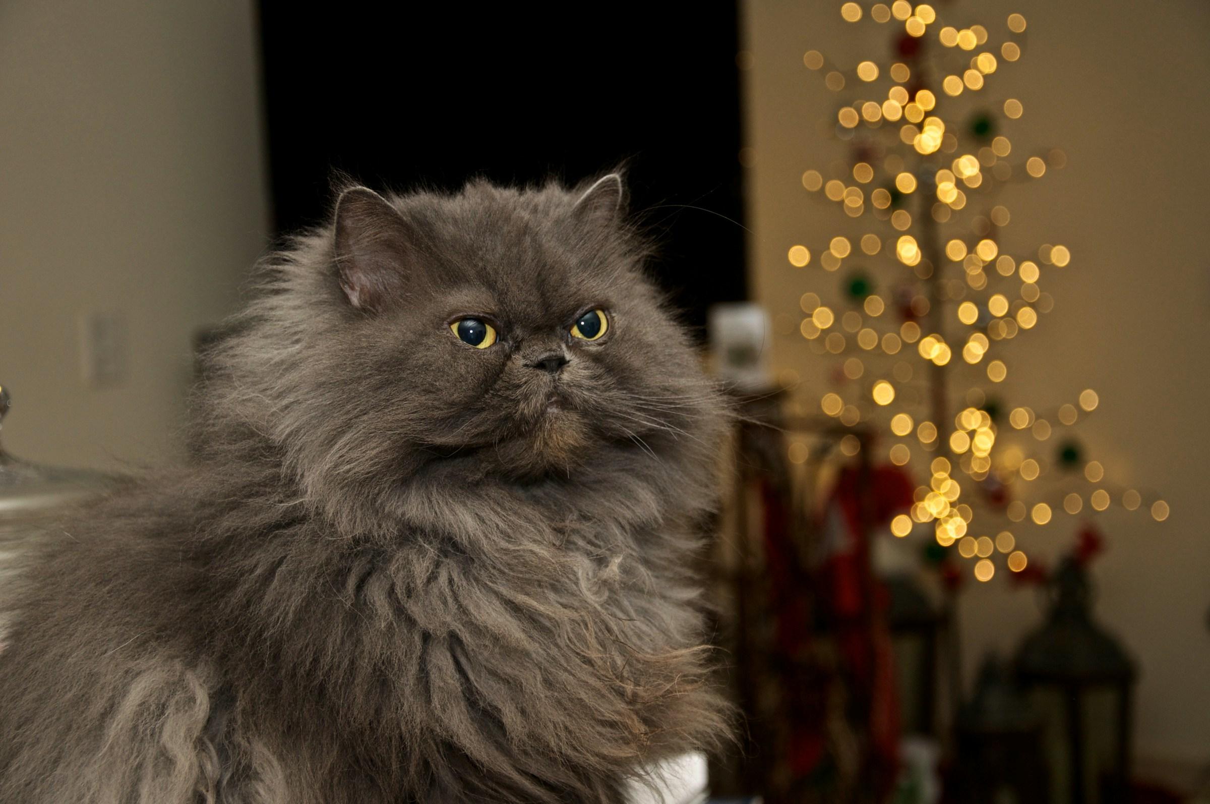 Gray Persian Cat