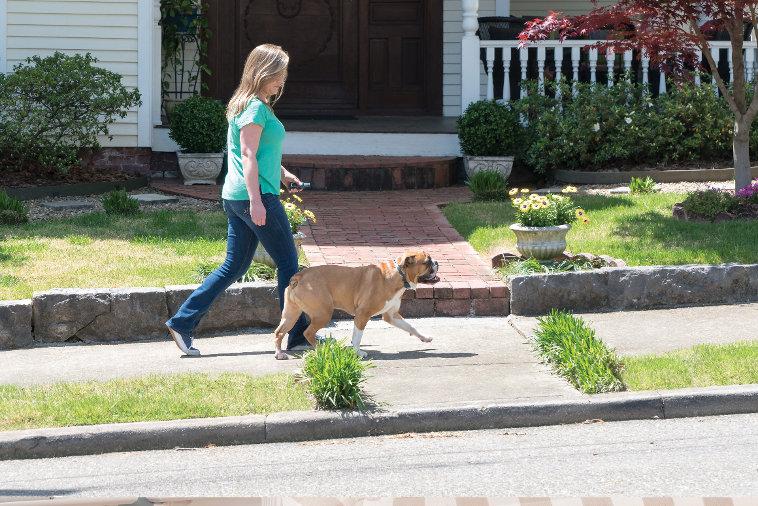 Dog walking