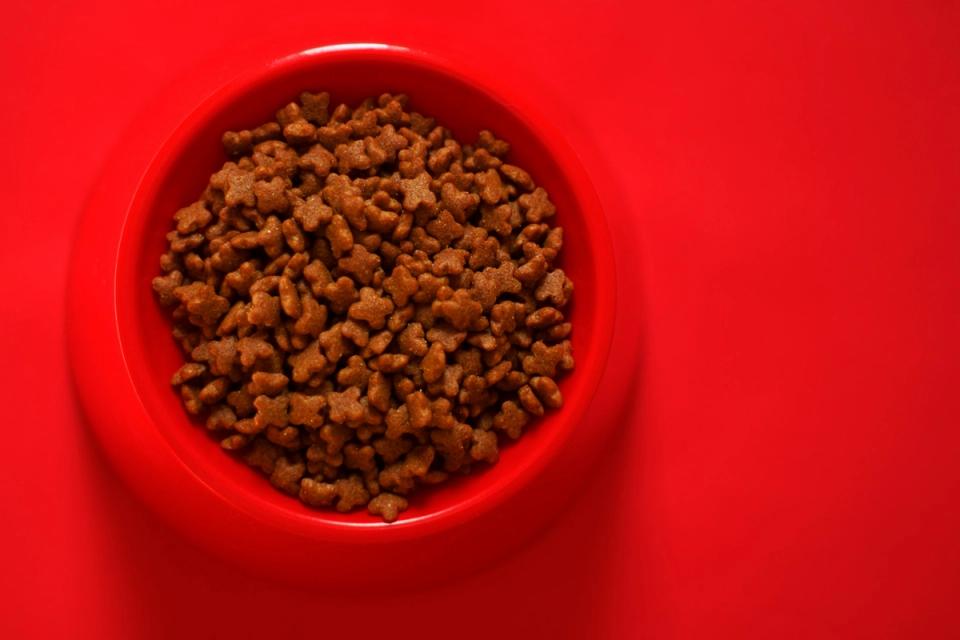 Pet food in red bowl