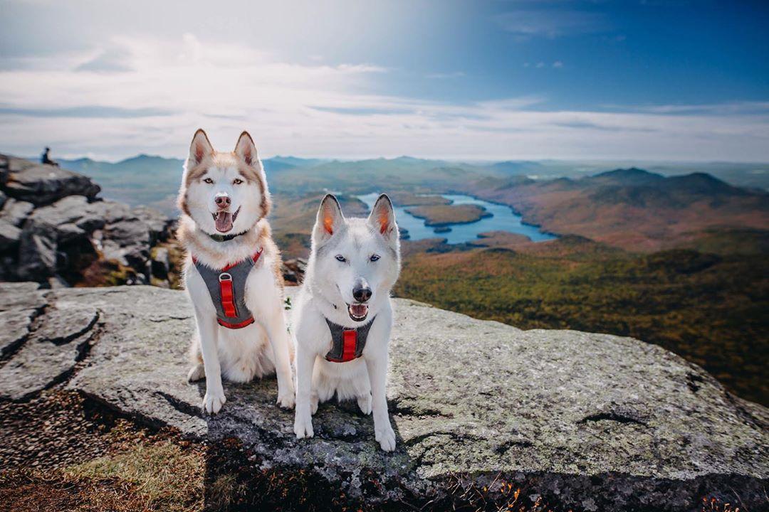 journey-air-dog-harness