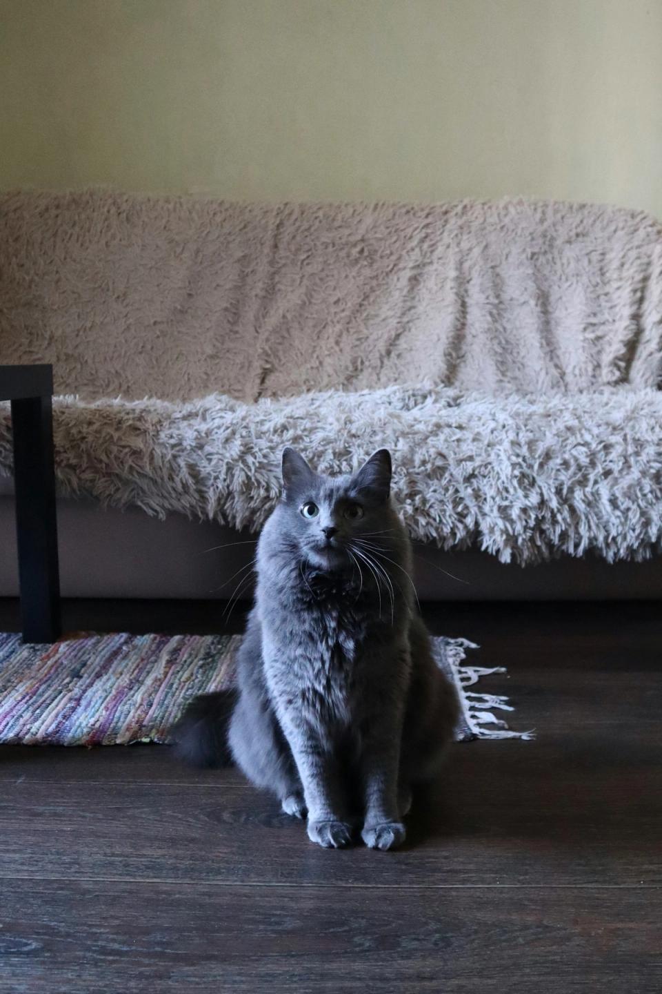 Nebelung Cat