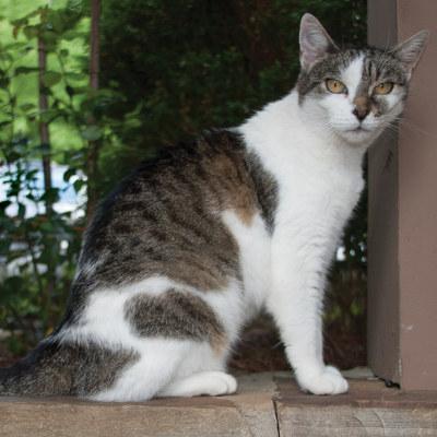 cat outside