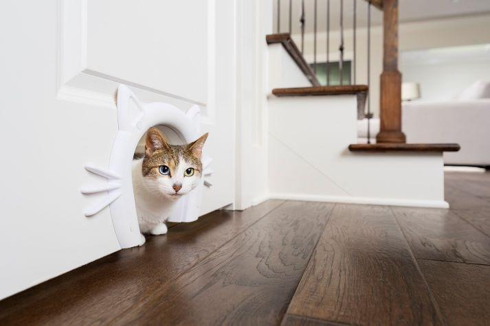 Cat in Cat Corridor