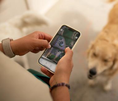 Person holding an iPhone with a GPS wireless dog fence map on screen and golden retriever in the background
