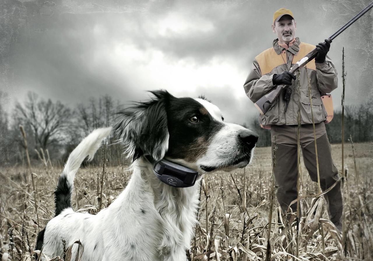 Gun Shy Dogs Can Blossom