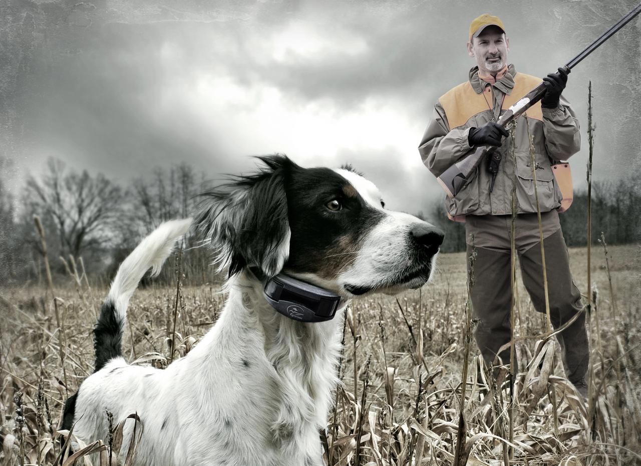 Hunting scene with setter on point and hunter in background with gun.