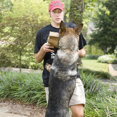 canine training