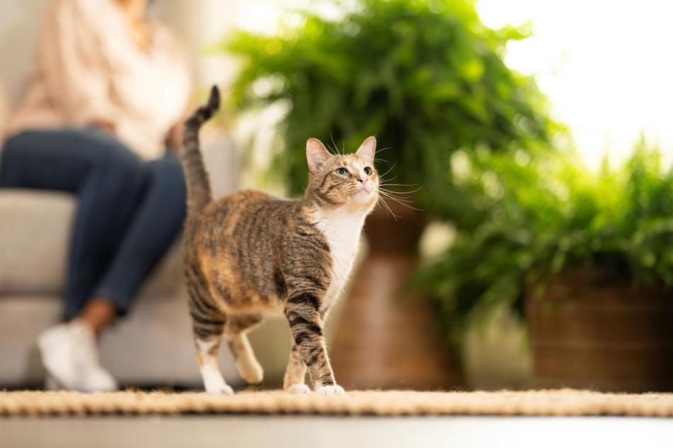 kitten in foreground