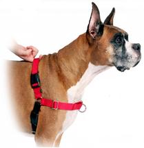 Dog in harness