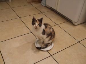 cat sitting