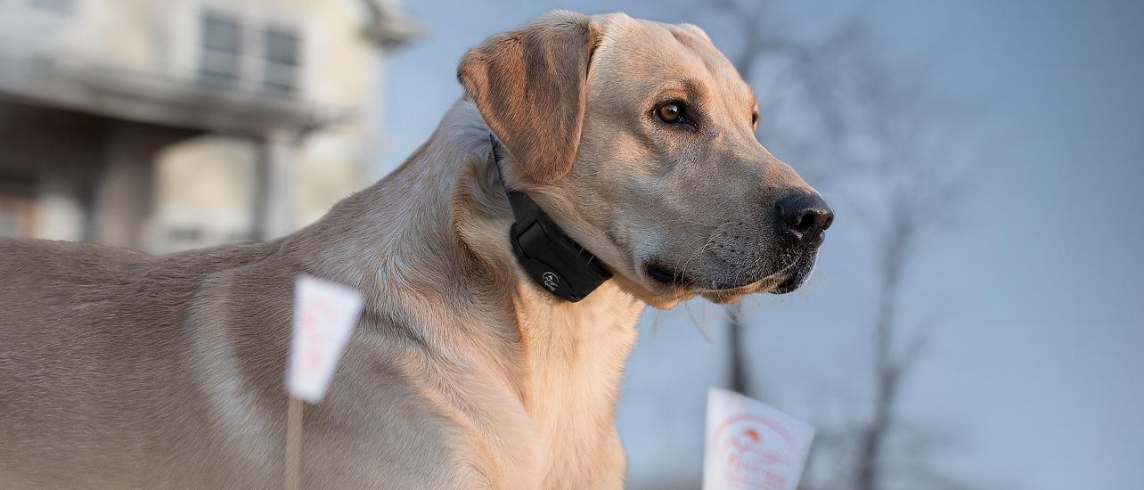 Yellow lab laying down behind small white fence flags