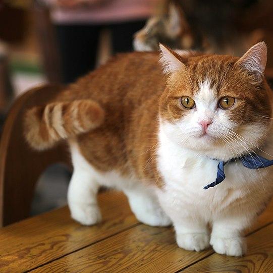 Munchkin Cat