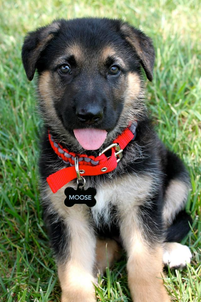 happy puppy