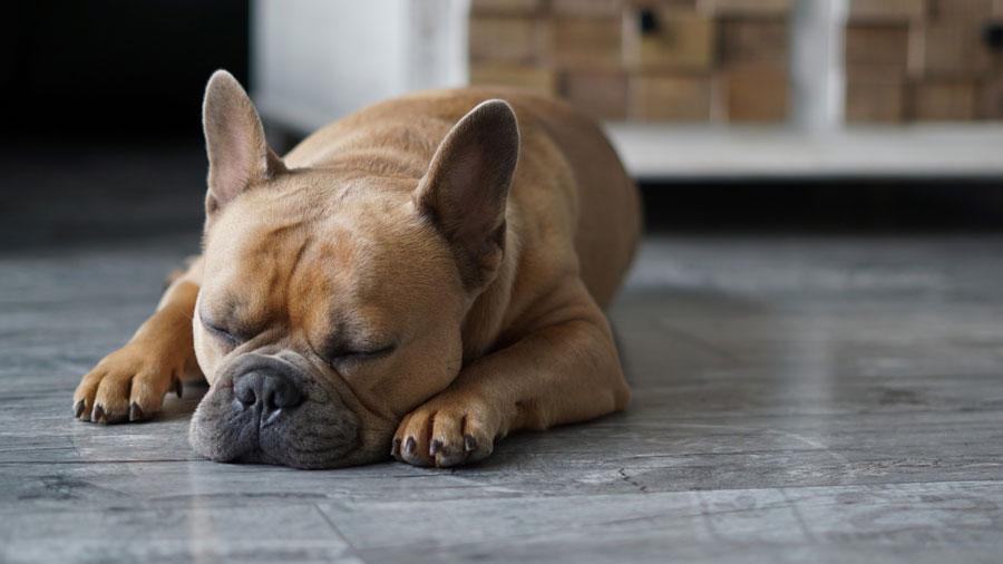 dog sleeping
