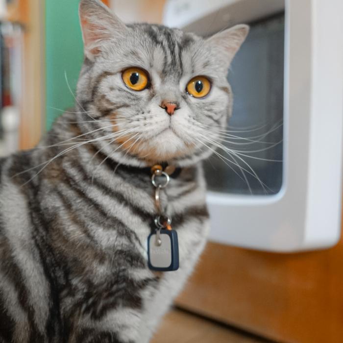 Gray cat with orange eyes wearing the PetSafe SmartDoor Key and standing next to the PetSafe Connected SmartDoor installed in the human door.