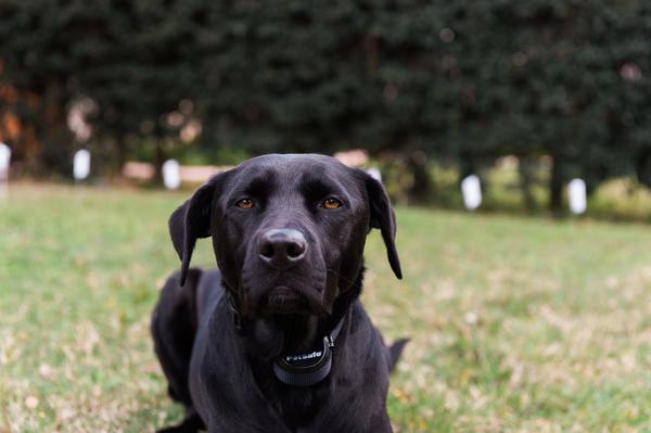 dog in yard