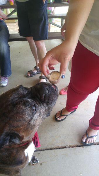 dog sniffing treat