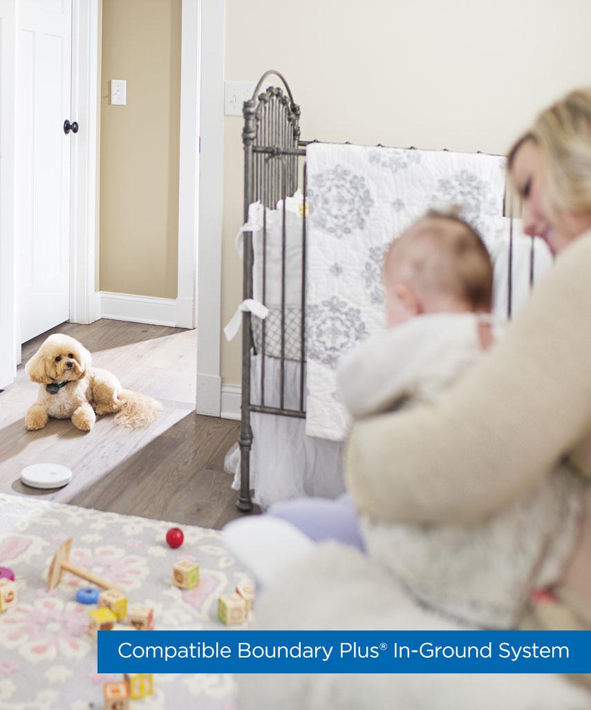 Dog sitting on garage floor being kept away from car Shield product.