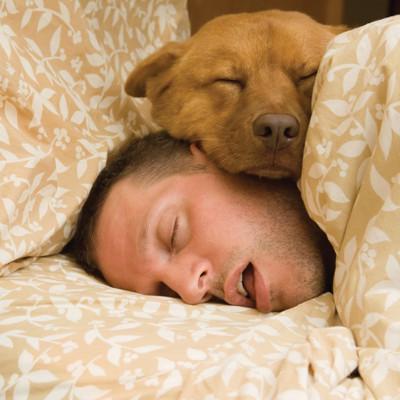 get dog off bed