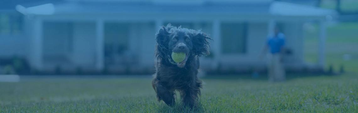Dog plays with a tennis ball wearing an invisible fence collar with a dog trainer
