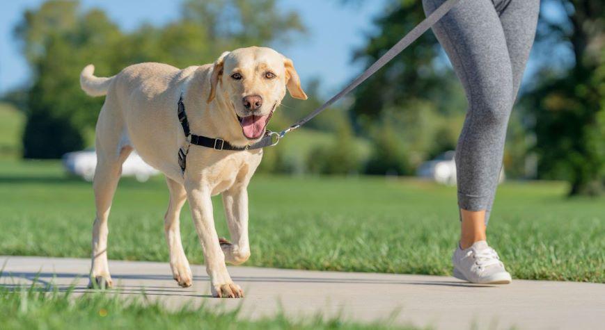 petsafe article