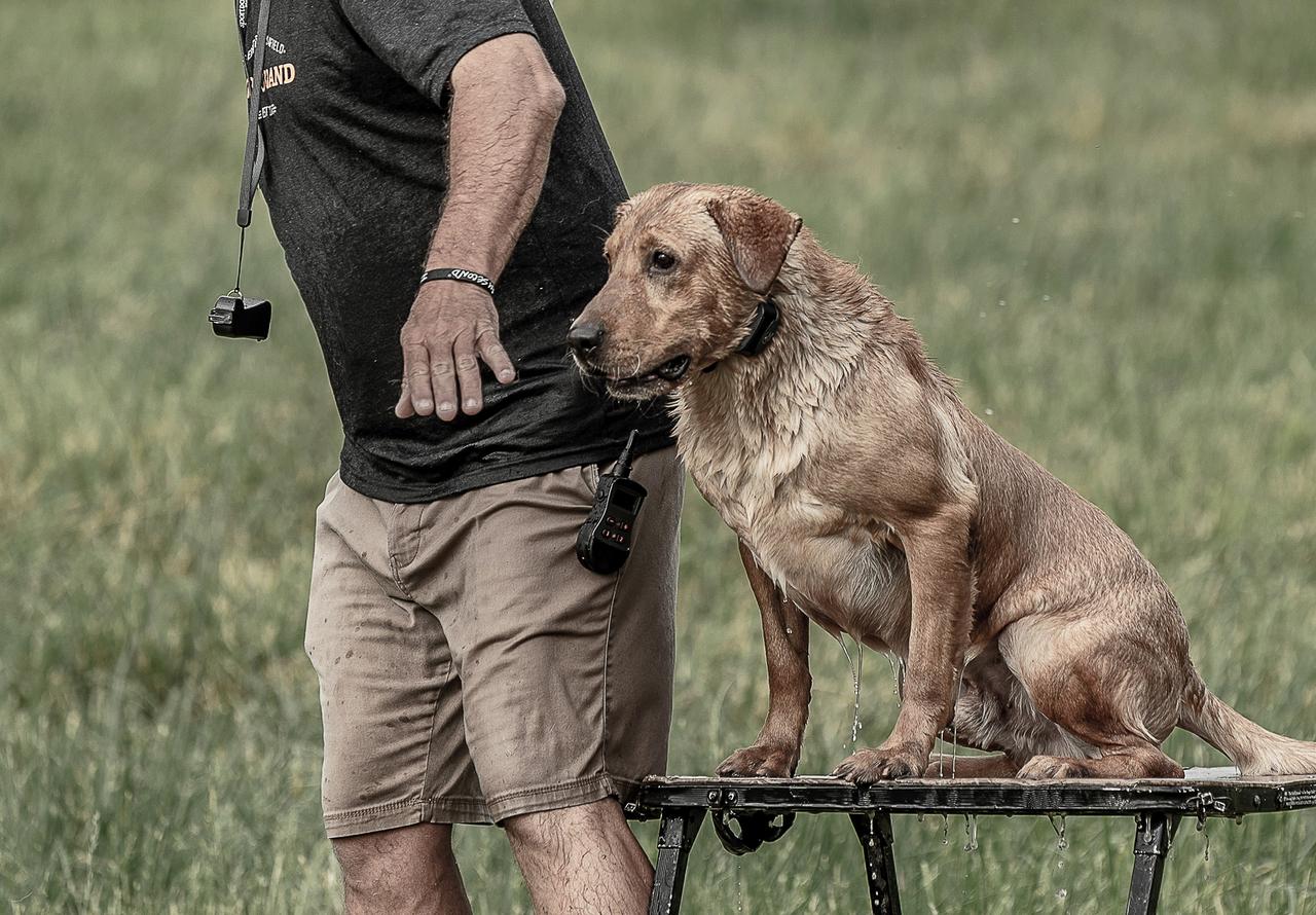Keeping Steady at Retriever Trials