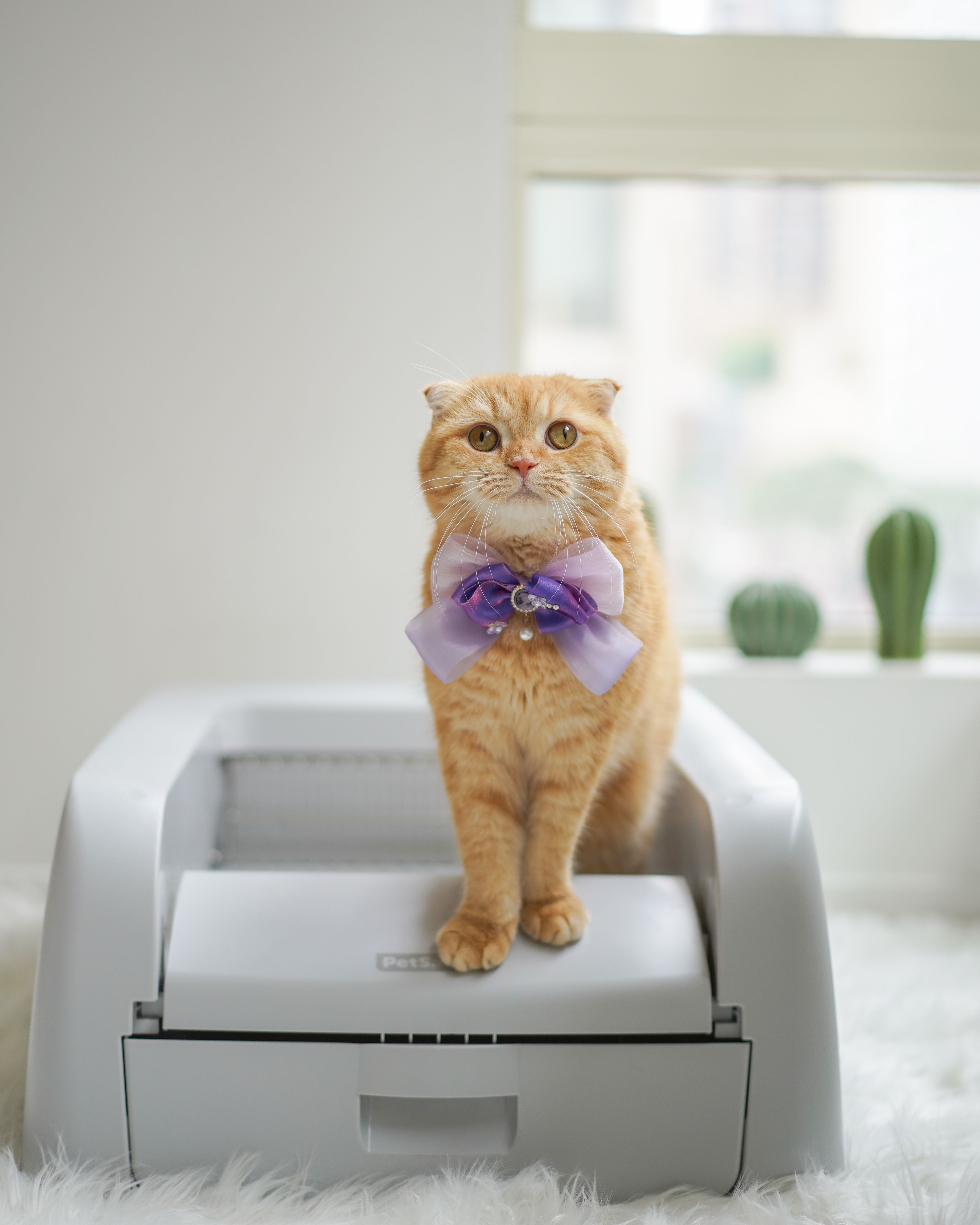 good kitty and self-cleaning litter box