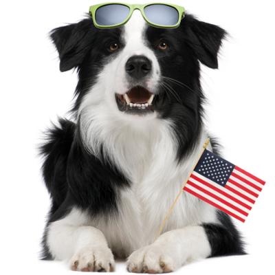 dogs for president