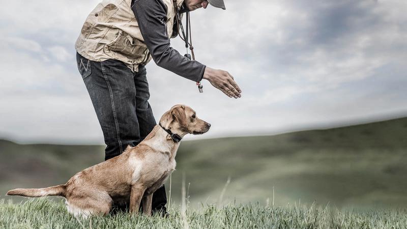 Trainer and dog wearing SportDOG e-collar