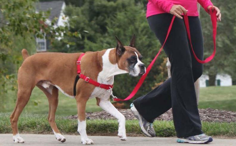 Dog in harness