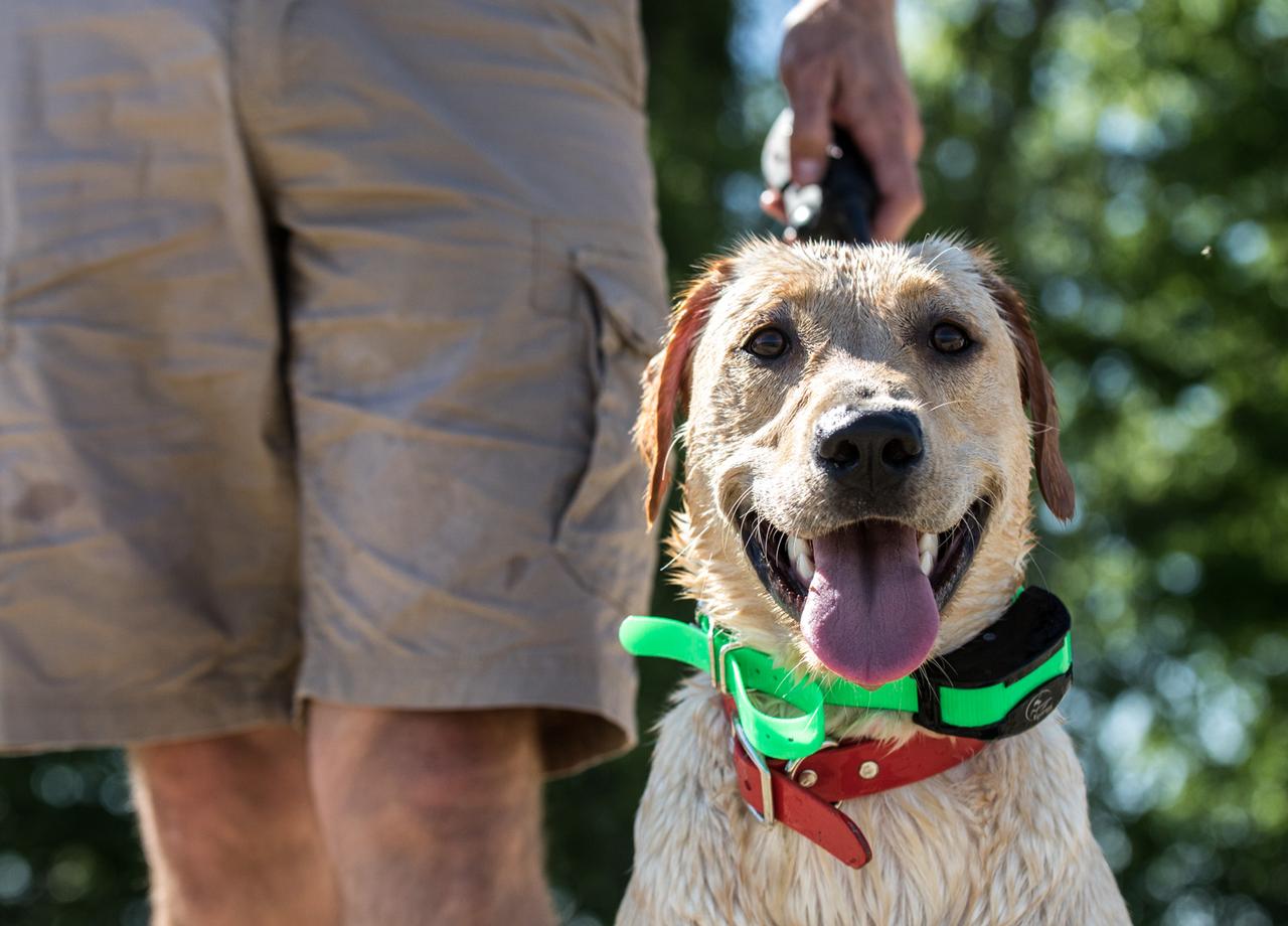 Yellow lab panting with e-collar on
