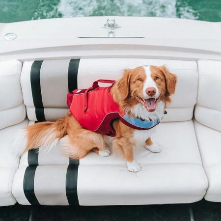 6 Reasons Your Dog Needs a Life Jacket