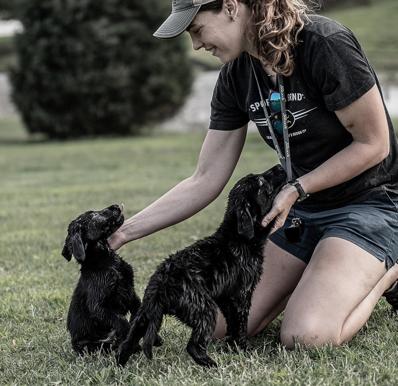 Two black lab puppies being pet.