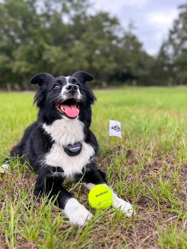 dog with tennis ball