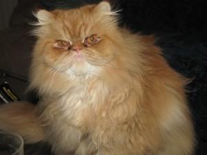 angry cat