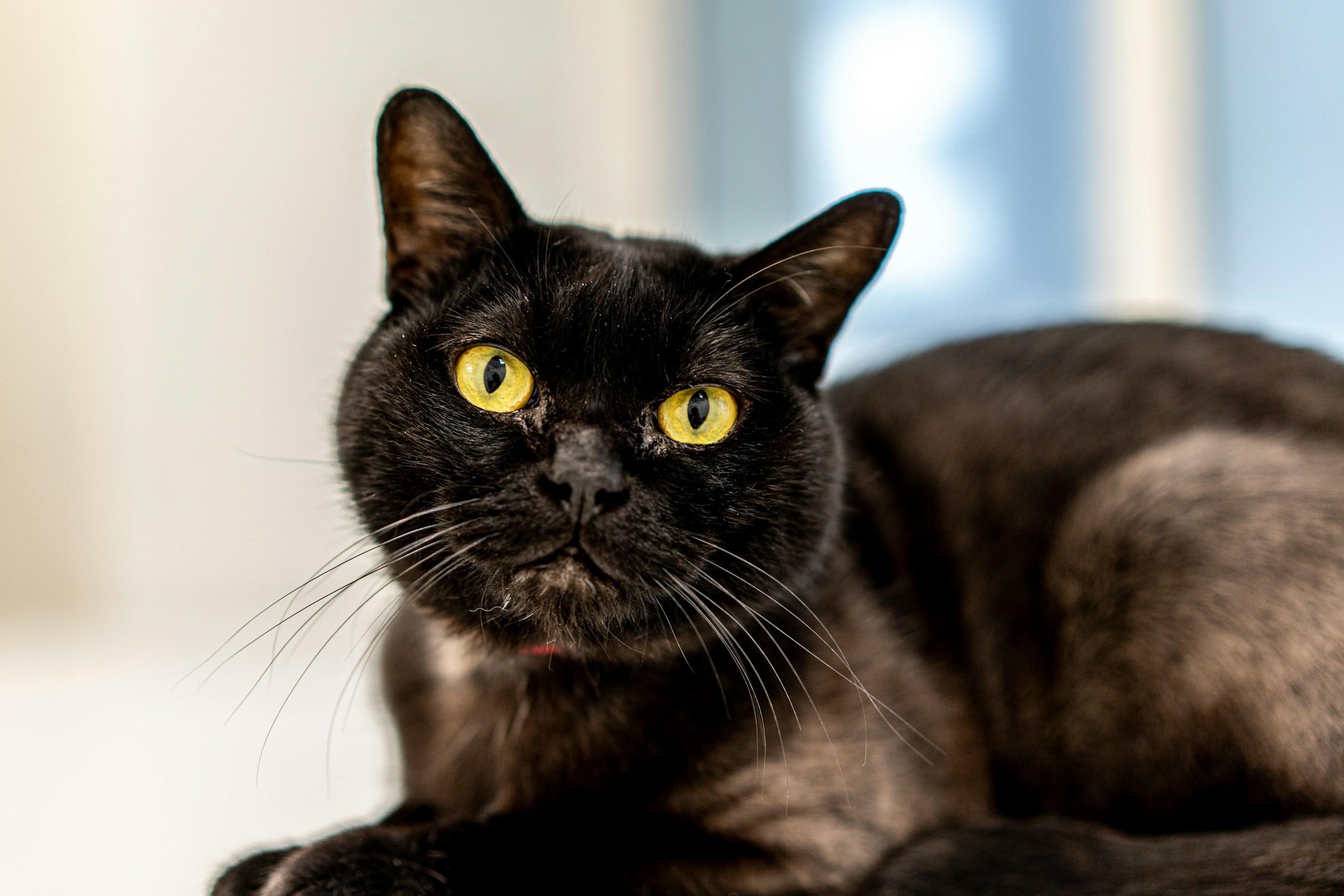 Bombay Black Cat