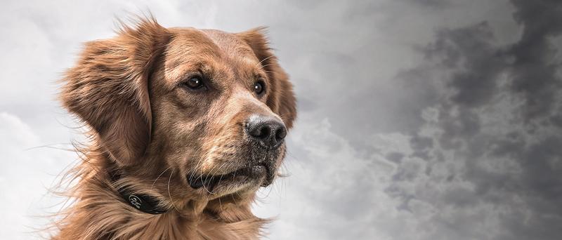 Dog wearing YardTrainer collar