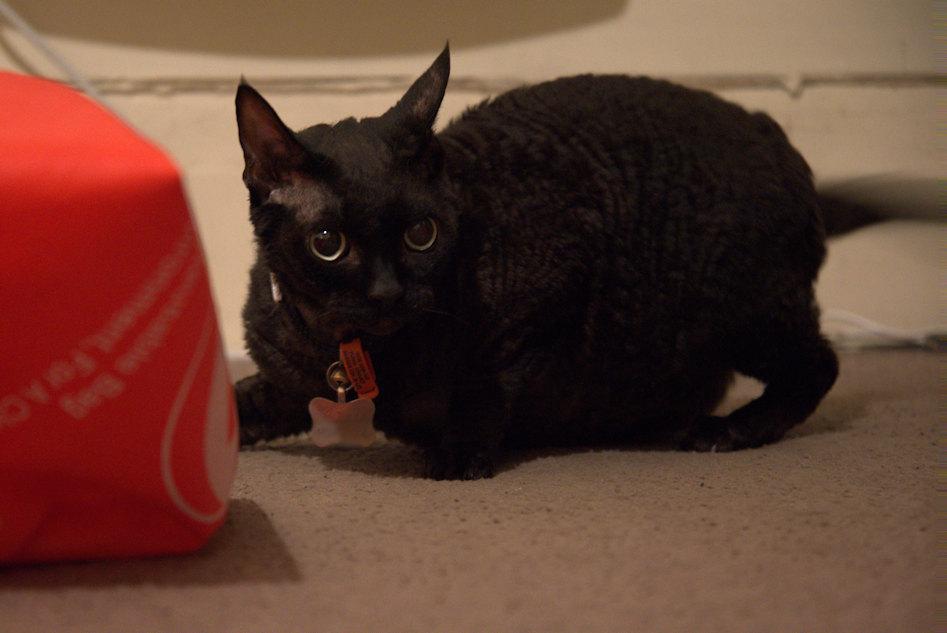 Devon Rex Black Cat