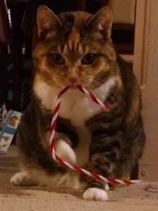 pipe cleaner cat toy