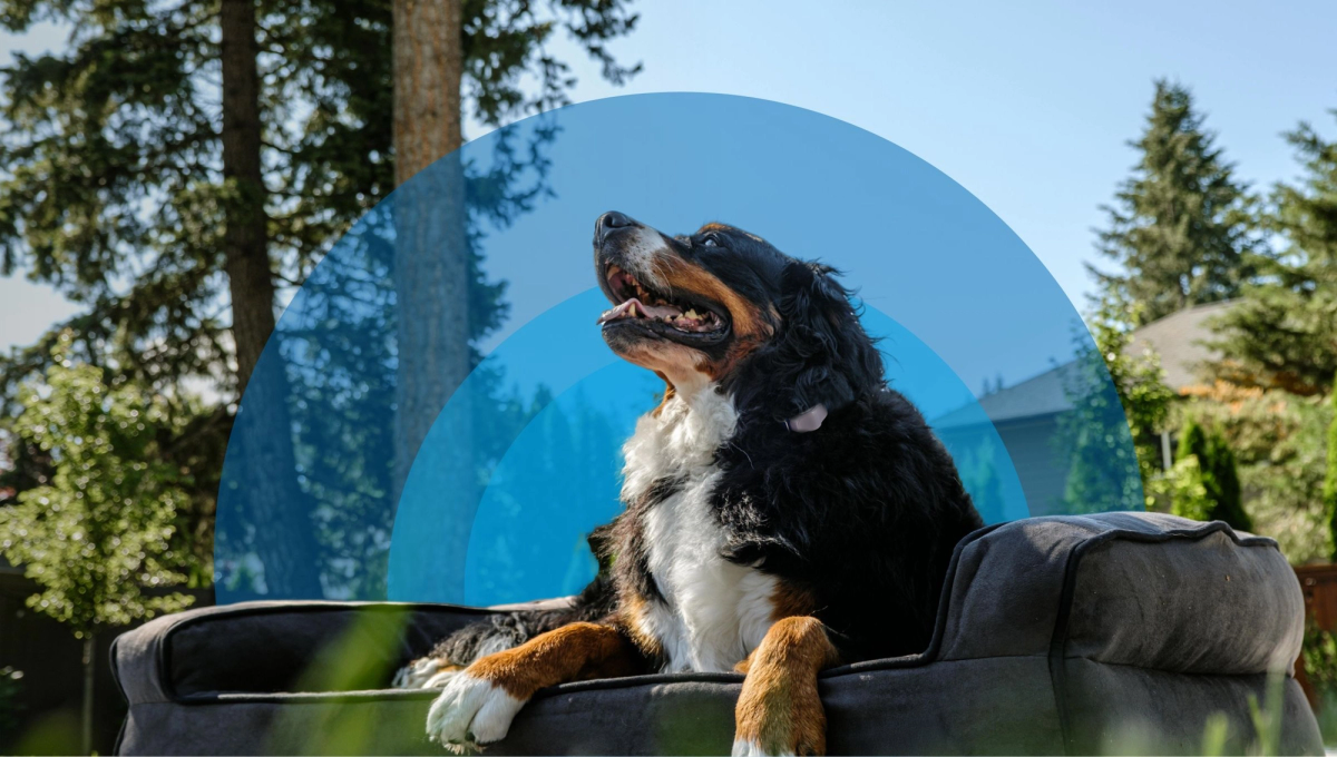 Graphic of a happy Golden Retriever dog with weather icons and arrows, showing Invisible Fence® Brand pet fences offer year-round freedom.