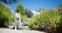 Cat roaming freely outside.