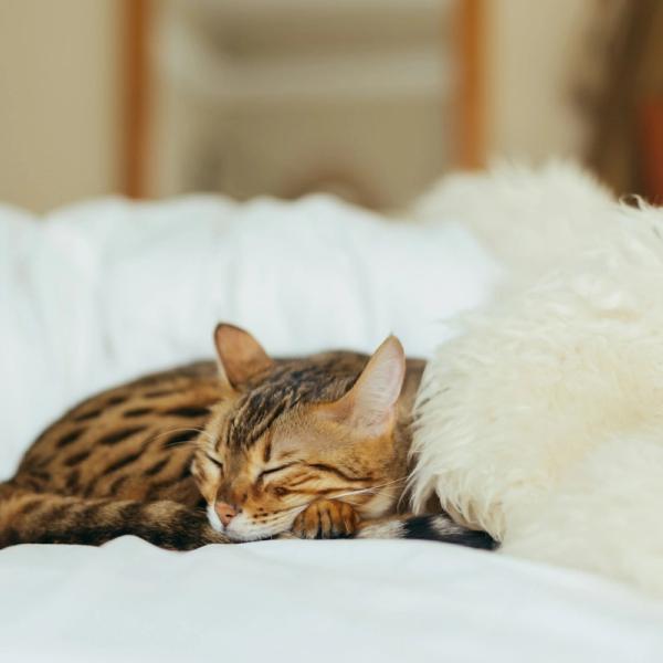 sleeping leopard kitten