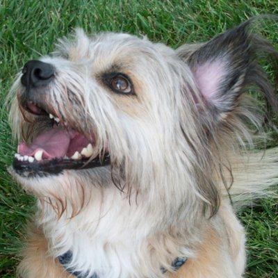 Happy dog