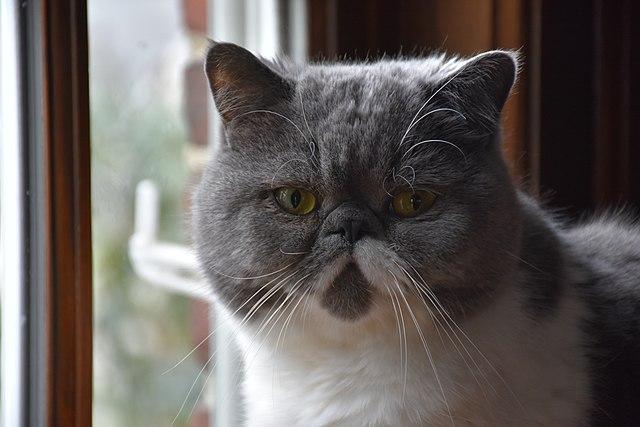 Exotic shorthair cat