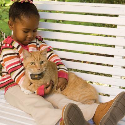 cat wearing collar