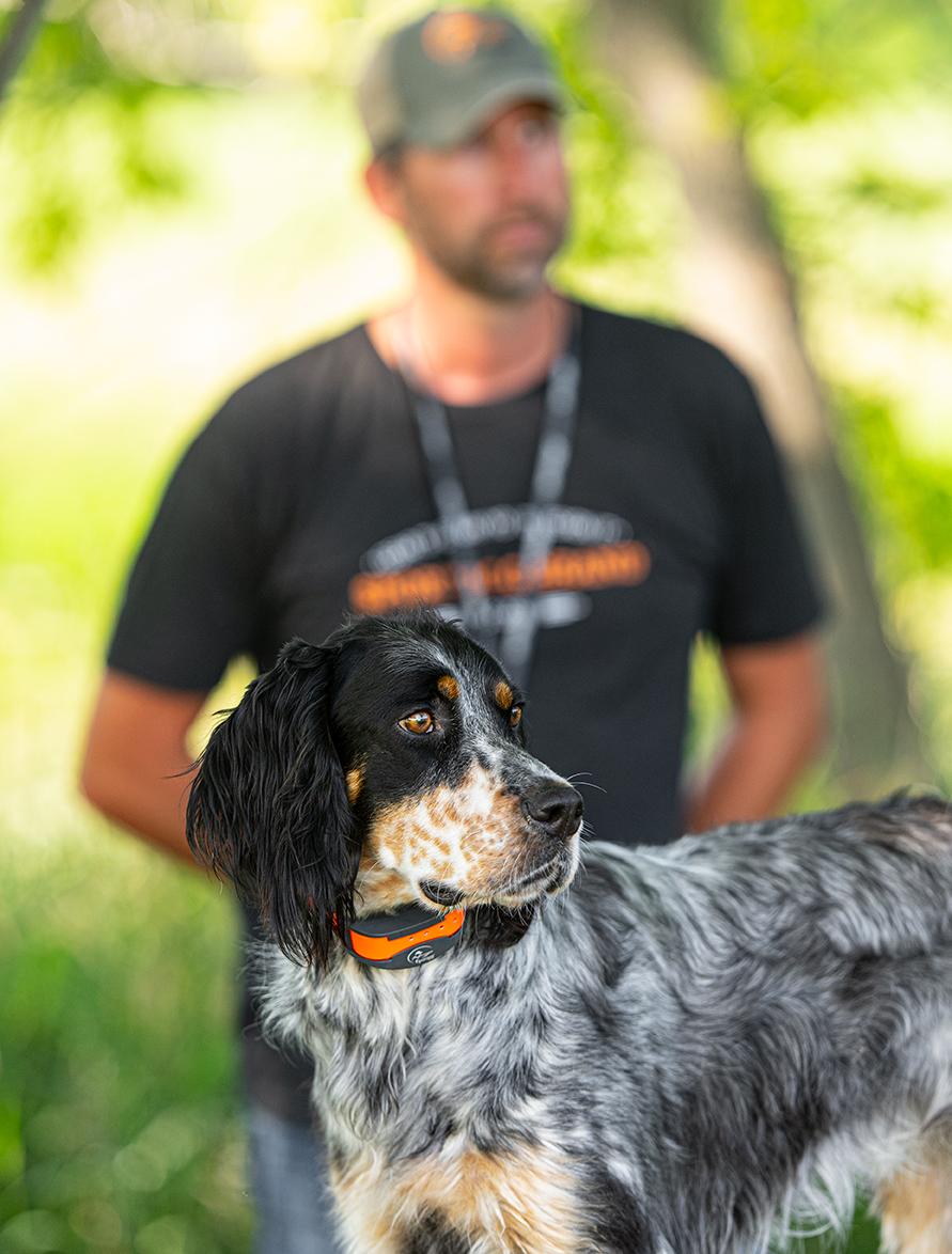 English setter with a