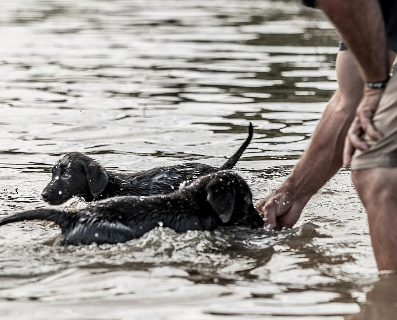 two black lab puppies in the water next to man stand in water holding pigeon