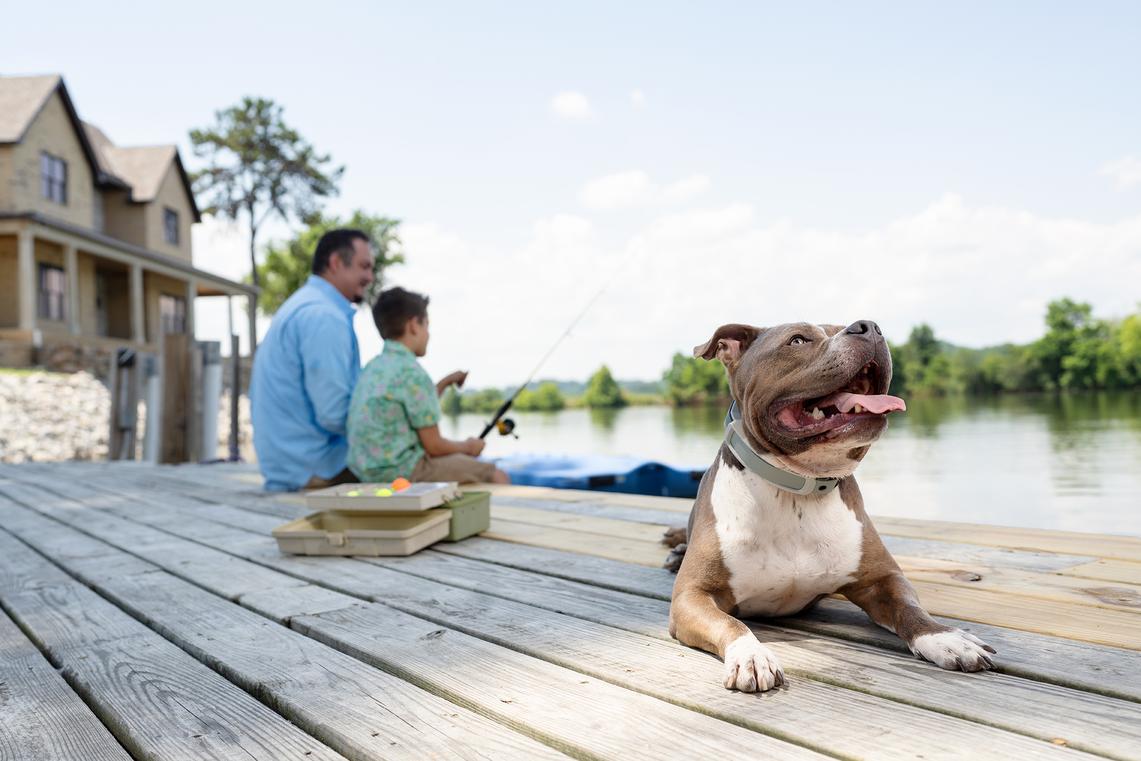 Dog sitting on dock with father and son in background fishing. 
